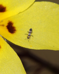 Aeolothrips collaris