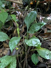 Calanthe alismifolia