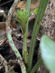 Calanthe alismifolia
