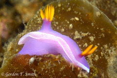 Hypselodoris apolegma
