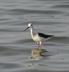 Himantopus himantopus