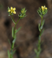 Linum strictum