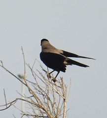 Corvus cornix