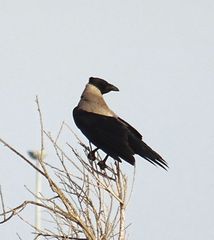 Corvus cornix