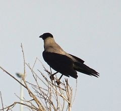 Corvus cornix