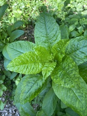Phytolacca americana