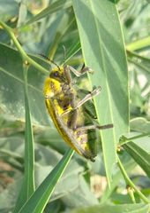 Julodis