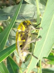 Julodis