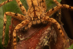 Heteropoda davidbowie