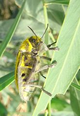 Julodis