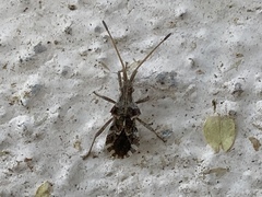 Centrocoris variegatus