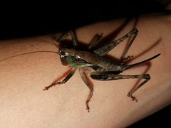 Alfredectes semiaeneus