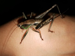 Alfredectes semiaeneus