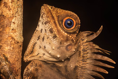 Gonocephalus liogaster