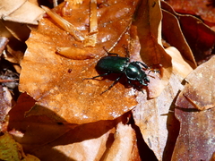 Platycerus caprea