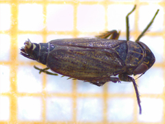 Euscelis
