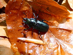 Platycerus caprea