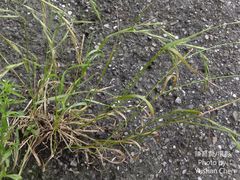 Elymus tsukushiensis