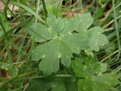 Ranunculus tuberosus