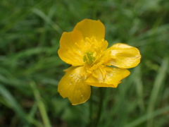 Ranunculus tuberosus