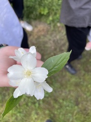 Philadelphus