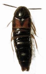 Aleochara puberula
