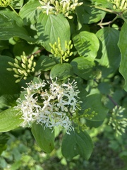Cornus