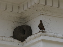 Furnarius rufus