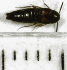 Aleochara puberula