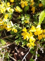 Genista pilosa