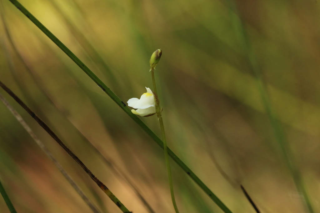 Utricularia appendiculata E.A.Bruce 2