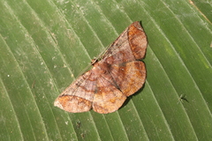 Thysanopyga abdominaria