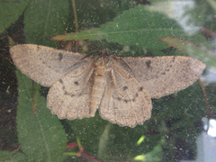 Hypomecis punctinalis