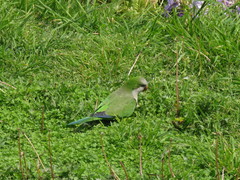 Myiopsitta monachus