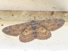 Hypomecis punctinalis