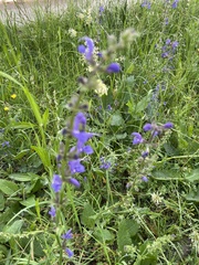 Salvia pratensis