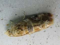 Lobesia yasudai