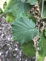 Corylus avellana