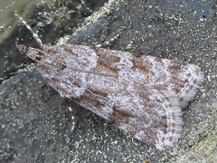 Scoparia isochroalis