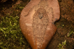 Pandercetes nigrogularis