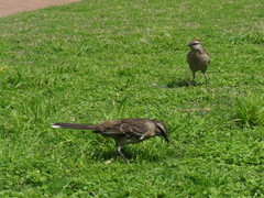 Mimus saturninus