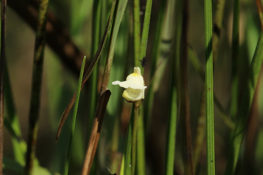 Utricularia appendiculata E.A.Bruce