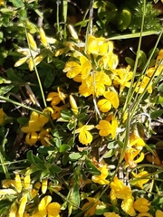 Genista pilosa