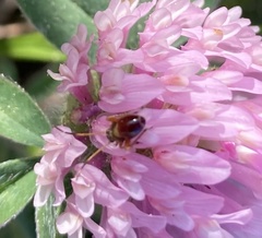 Closterotomus biclavatus