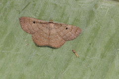 Parilexia cermala
