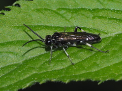 Macrophya alboannulata