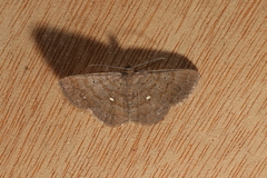 Parilexia cermala