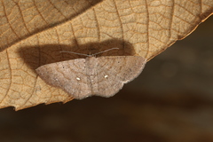 Parilexia cermala