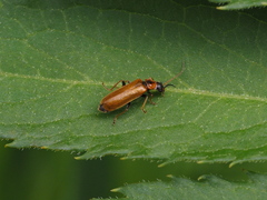 Rhagonycha nigriventris