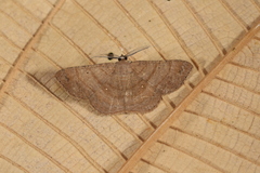 Parilexia cermala